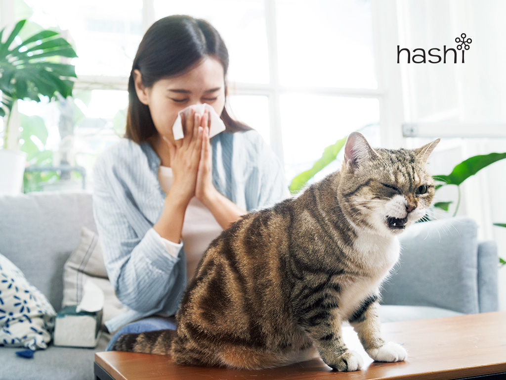 แพ้ขนแมว